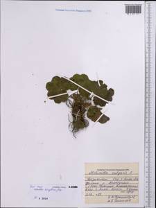 Alchemilla krylovii Juz., Middle Asia, Northern & Central Tian Shan (M4) (Kazakhstan)