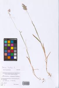 Holcus lanatus L., Eastern Europe, North-Western region (E2) (Russia)