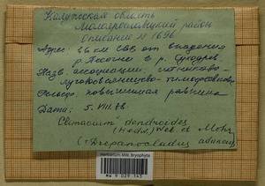 Climacium dendroides (Hedw.) F. Weber & D. Mohr, Bryophytes, Bryophytes - Middle Russia (B6) (Russia)