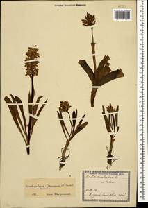 Dactylorhiza romana subsp. georgica (Klinge) Soó ex Renz & Taubenheim, Caucasus, Georgia (K4) (Georgia)