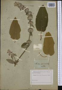 Stachys germanica L., Botanic gardens and arboreta (GARD) (Not classified)