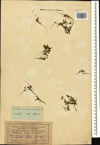 Erodium cicutarium (L.) L'Hér., Caucasus, Azerbaijan (K6) (Azerbaijan)