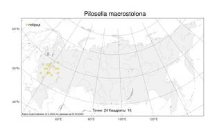 Pilosella macrostolona (Gus. Schneid.) Soják, Atlas of the Russian Flora (FLORUS) (Russia)