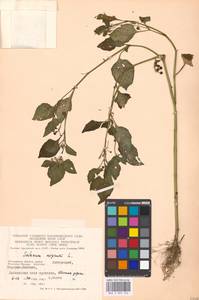 Solanum nigrum L., Eastern Europe, Moscow region (E4a) (Russia)