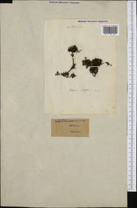 Globularia cordifolia L., Western Europe (EUR) (Italy)