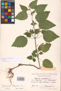 MHA 0 154 541, Lamium maculatum (L.) L., Eastern Europe, Central region (E4) (Russia)