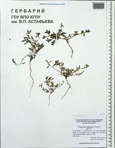 Polygonum sabulosum Vorosch., Siberia, Central Siberia (S3) (Russia)