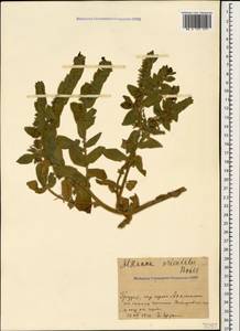 Alkanna orientalis (L.) Boiss., Caucasus, Georgia (K4) (Georgia)