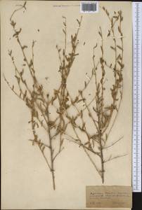 Krascheninnikovia ceratoides (L.) Gueldenst., Middle Asia, Kopet Dag, Badkhyz, Small & Great Balkhan (M1) (Turkmenistan)
