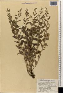 Caccinia macranthera (Banks & Sol.) Brand, Caucasus, Armenia (K5) (Armenia)