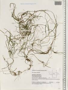 Poa supina Schrad., Eastern Europe, Central region (E4) (Russia)