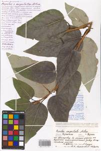 Populus deltoides subsp. deltoides, Eastern Europe, Central region (E4) (Russia)