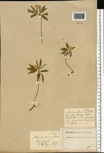 Anemone ranunculoides L., Eastern Europe, Moscow region (E4a) (Russia)