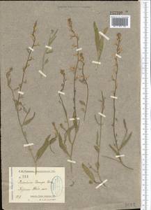 Malcolmia turkestanica Litv., Middle Asia, Syr-Darian deserts & Kyzylkum (M7) (Uzbekistan)