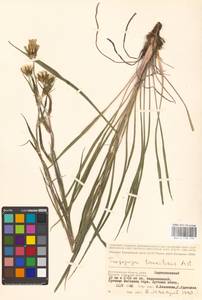 Tragopogon tanaiticus Artemczuk, Eastern Europe, Lower Volga region (E9) (Russia)