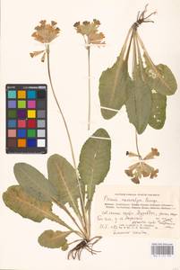 Primula veris subsp. macrocalyx (Bunge) Lüdi, Caucasus, Azerbaijan (K6) (Azerbaijan)
