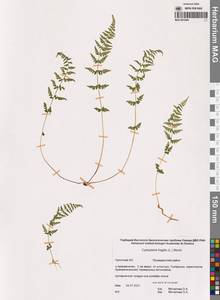 Cystopteris fragilis (L.) Bernh., Siberia, Chukotka & Kamchatka (S7) (Russia)