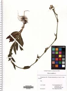 Silene noctiflora L., Eastern Europe, Middle Volga region (E8) (Russia)