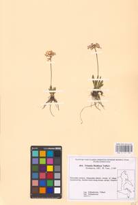Primula fistulosa Turkev., Siberia, Russian Far East (S6) (Russia)