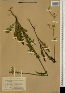 Sonchus oleraceus L., Caucasus, Dagestan (K2) (Russia)