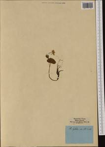 Ranunculus thora L., Western Europe (EUR) (Slovenia)