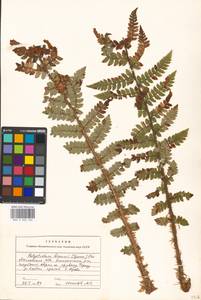 Polystichum braunii (Spenn.) Fée, Eastern Europe, Moscow region (E4a) (Russia)