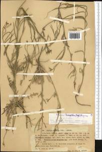 Pseudoclausia hispida (Regel) Popov, Middle Asia, Western Tian Shan & Karatau (M3) (Kazakhstan)
