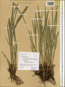 Carex paniculata L., Eastern Europe, Central region (E4) (Russia)