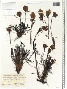 Pedicularis sudetica Willd., Siberia, Central Siberia (S3) (Russia)