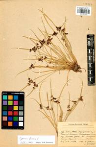 Cyperus fuscus L., Siberia, Baikal & Transbaikal region (S4) (Russia)