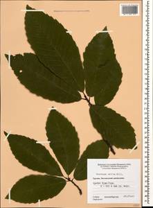 Castanea sativa Mill., Caucasus, Georgia (K4) (Georgia)