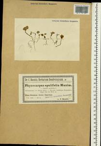Physocarpus opulifolius (L.) Maxim., South Asia, South Asia (Asia outside ex-Soviet states and Mongolia) (ASIA) (Poland)