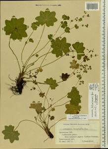 Alchemilla litwinowii Juz., Eastern Europe, Latvia (E2b) (Latvia)