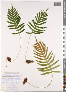 Polypodium cambricum L., Caucasus, Black Sea Shore (from Novorossiysk to Adler) (K3) (Russia)
