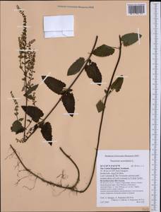 Teucrium scorodonia L., Western Europe (EUR) (United Kingdom)