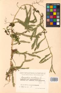 Spinulum annotinum subsp. annotinum, Siberia, Russian Far East (S6) (Russia)