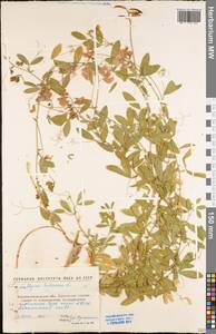 Lathyrus tuberosus L., Eastern Europe, North Ukrainian region (E11) (Ukraine)
