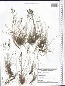 Poa glauca subsp. glauca, Siberia, Central Siberia (S3) (Russia)