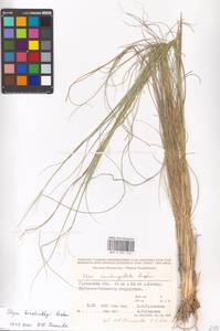 Stipa korshinskyi Roshev., Middle Asia, Caspian Ustyurt & Northern Aralia (M8) (Kazakhstan)