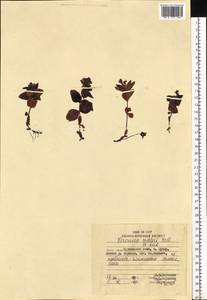 Veronica stelleri Pall. ex Link, Siberia, Russian Far East (S6) (Russia)