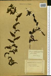 Potamogeton perfoliatus L., Eastern Europe, North-Western region (E2) (Russia)