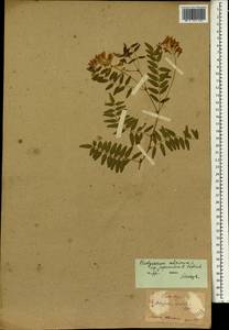 Hedysarum alpinum L., South Asia, South Asia (Asia outside ex-Soviet states and Mongolia) (ASIA) (Japan)