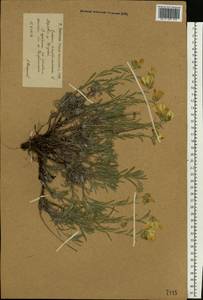 Onosma simplicissima L., Eastern Europe, Lower Volga region (E9) (Russia)