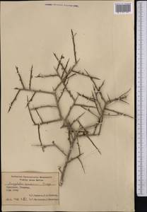 Prunus spinosissima (Bunge) Franch., Middle Asia, Syr-Darian deserts & Kyzylkum (M7) (Uzbekistan)