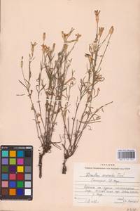 Dianthus chinensis L., Eastern Europe (no precise locality) (E0)