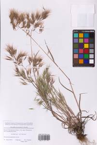 Bromus tectorum L., Eastern Europe, Moscow region (E4a) (Russia)