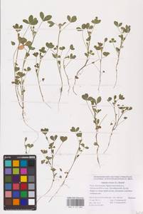 Trifolium retusum L., Eastern Europe, Lower Volga region (E9) (Russia)