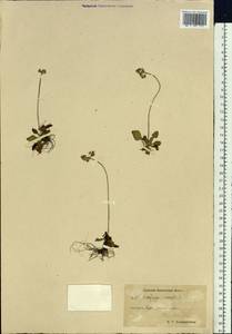 Micranthes nivalis (L.) Small, Siberia, Chukotka & Kamchatka (S7) (Russia)