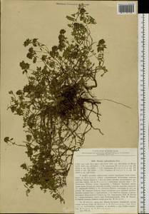 Thymus pavlovii Serg., Siberia, Baikal & Transbaikal region (S4) (Russia)