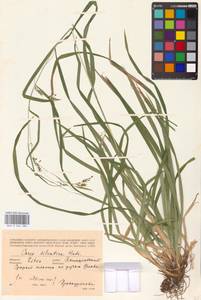 Carex sylvatica Huds., Eastern Europe, Lithuania (E2a) (Lithuania)